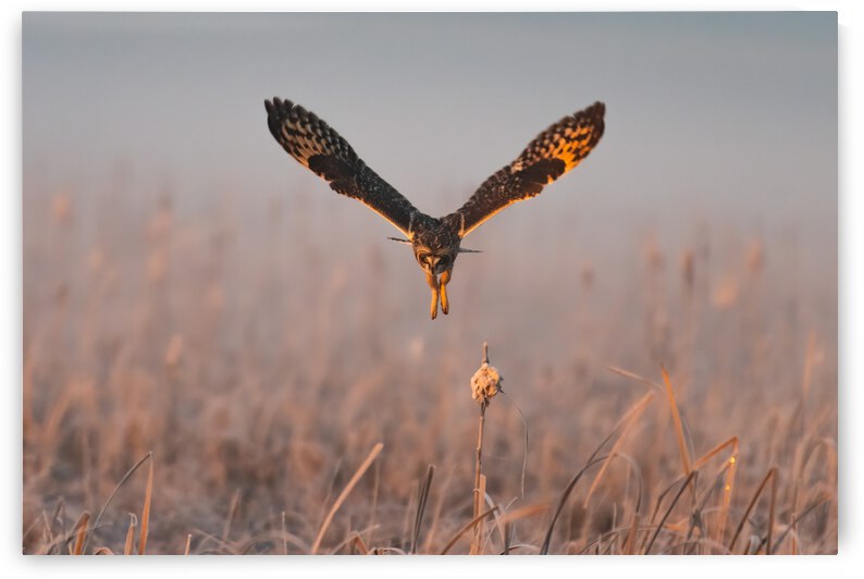 Short-eared Owl by Randy Tremblay Photography