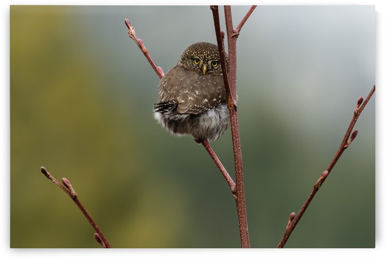 Northern Pygmy Owl by Randy Tremblay Photography
