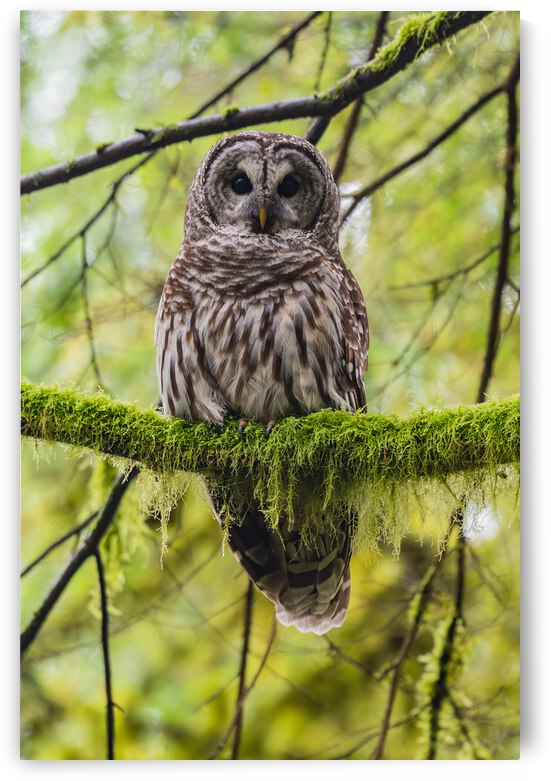 Barred Owl by Randy Tremblay Photography