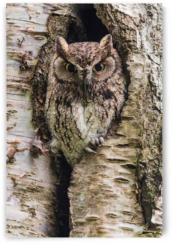 Western Screech Owl by Randy Tremblay Photography