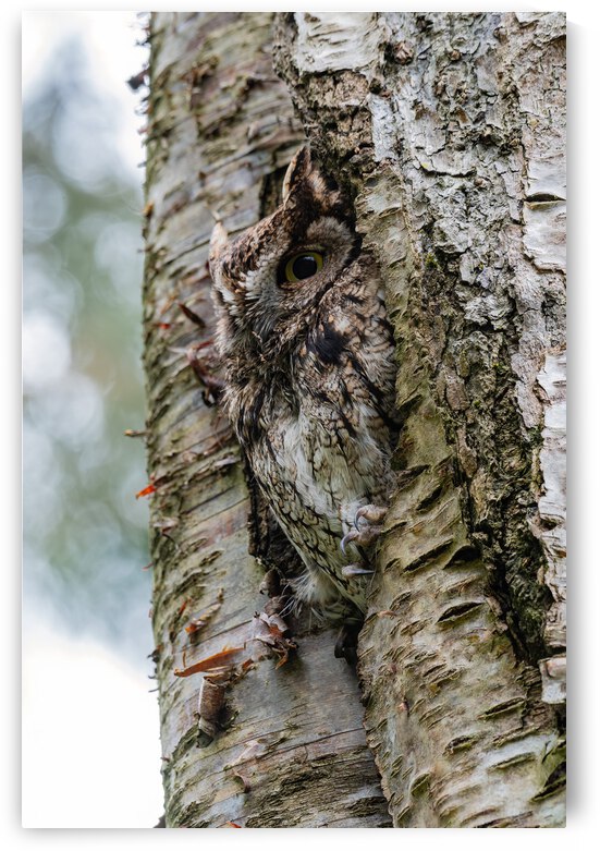 Western Screech Owl by Randy Tremblay Photography