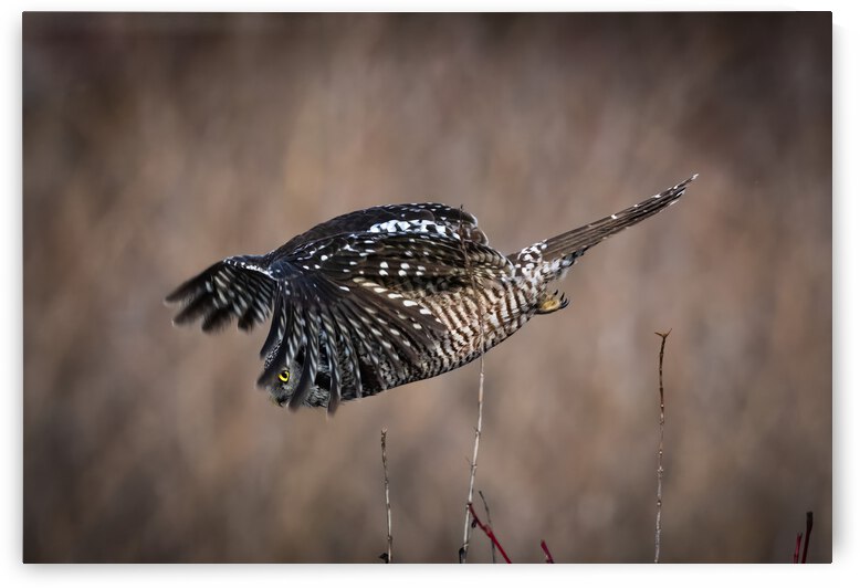 Northern Hawk Owl by Randy Tremblay Photography