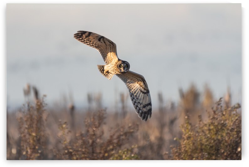 Short-eared Owl by Randy Tremblay Photography