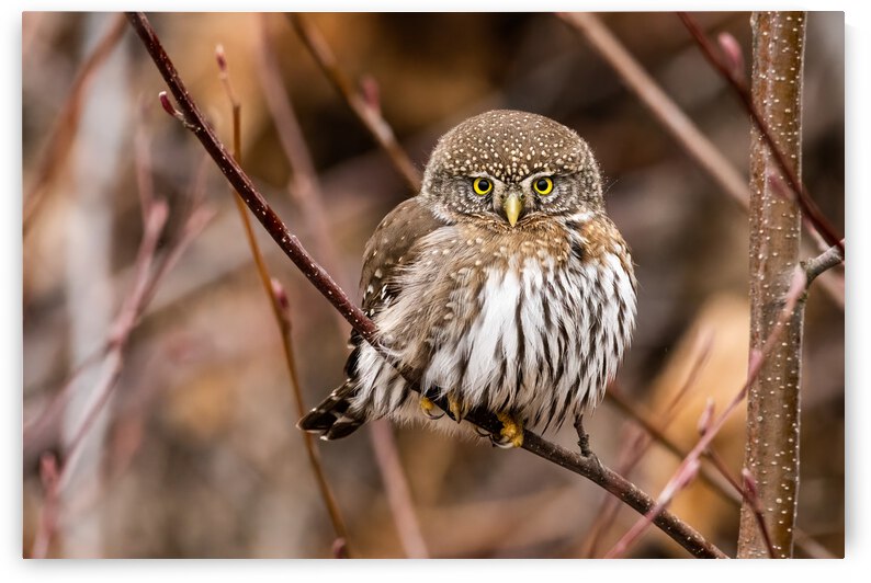 Northern Pygmy Owl by Randy Tremblay Photography