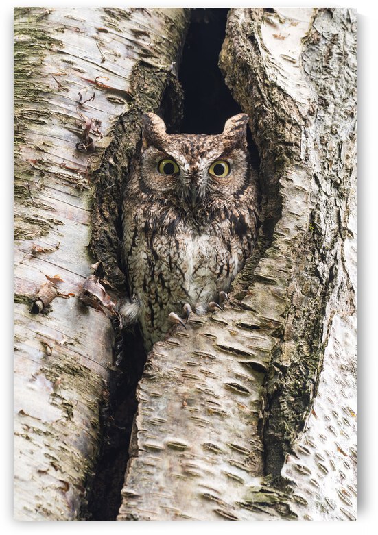 Western Screech Owl by Randy Tremblay Photography