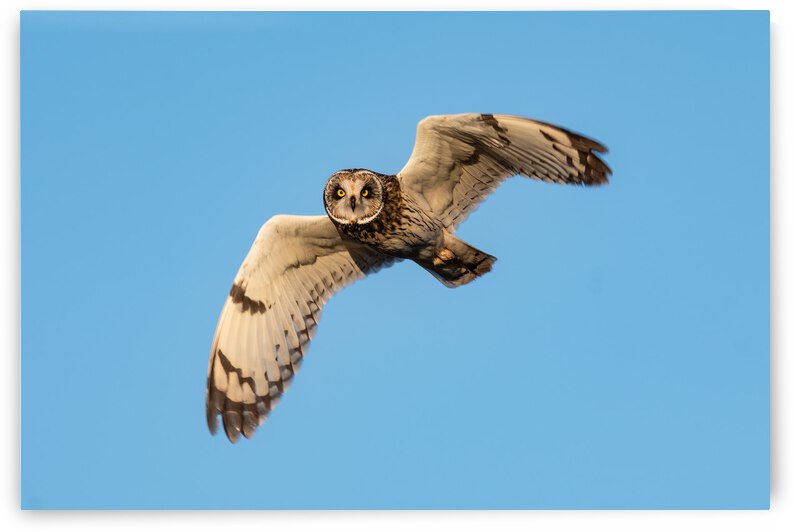 Short-eared Owl by Randy Tremblay Photography