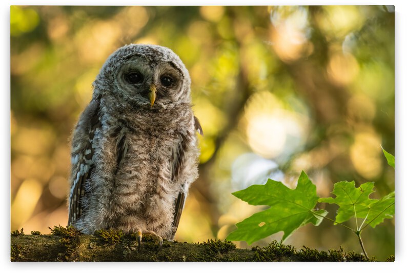 Barred Owl by Randy Tremblay Photography