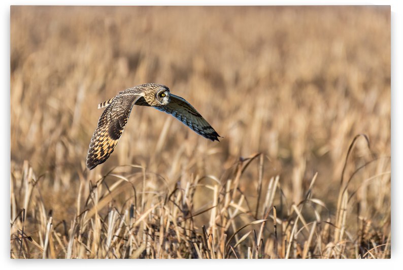 Short-eared Owl by Randy Tremblay Photography