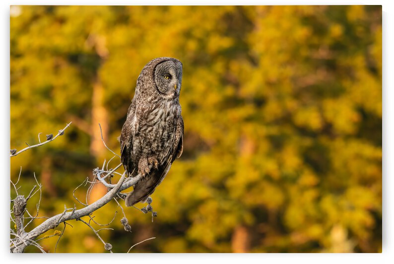 Great Gray Owl by Randy Tremblay Photography