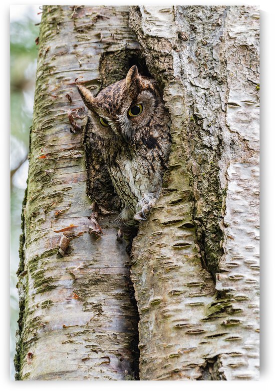 Western Screech Owl by Randy Tremblay Photography