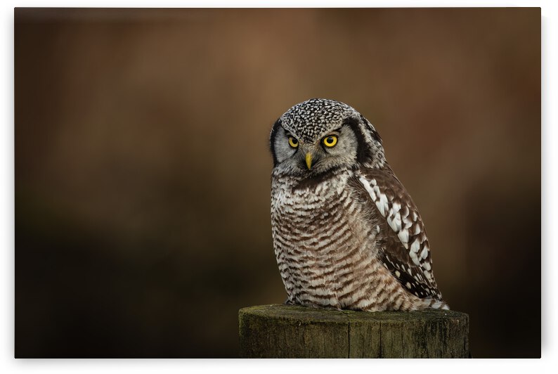 Northern Hawk Owl by Randy Tremblay Photography