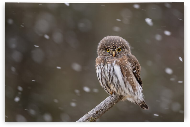 Northern Pygmy Owl by Randy Tremblay Photography