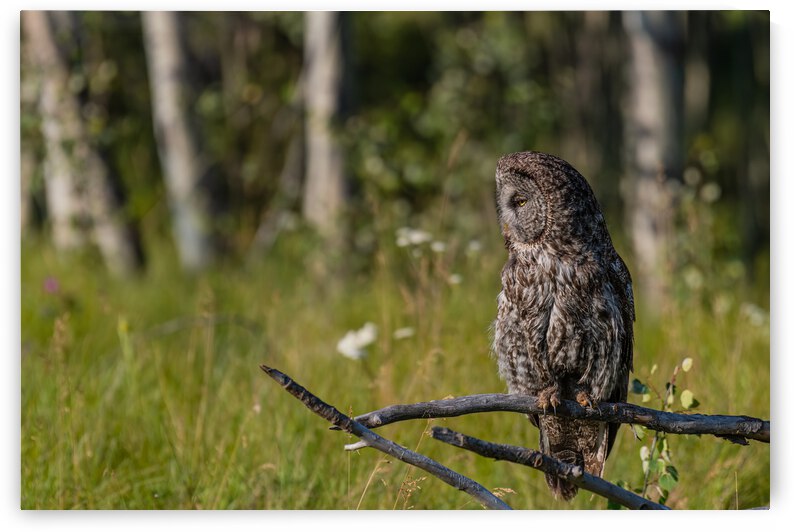 Great Gray Owl by Randy Tremblay Photography