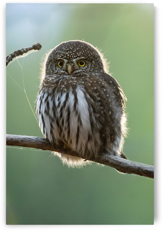 Northern Pygmy Owl by Randy Tremblay Photography