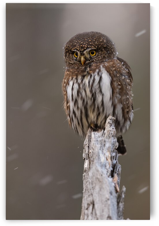 Northern Pygmy Owl by Randy Tremblay Photography