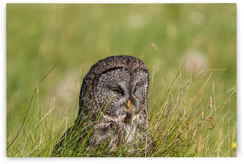 Great Gray Owl by Randy Tremblay Photography