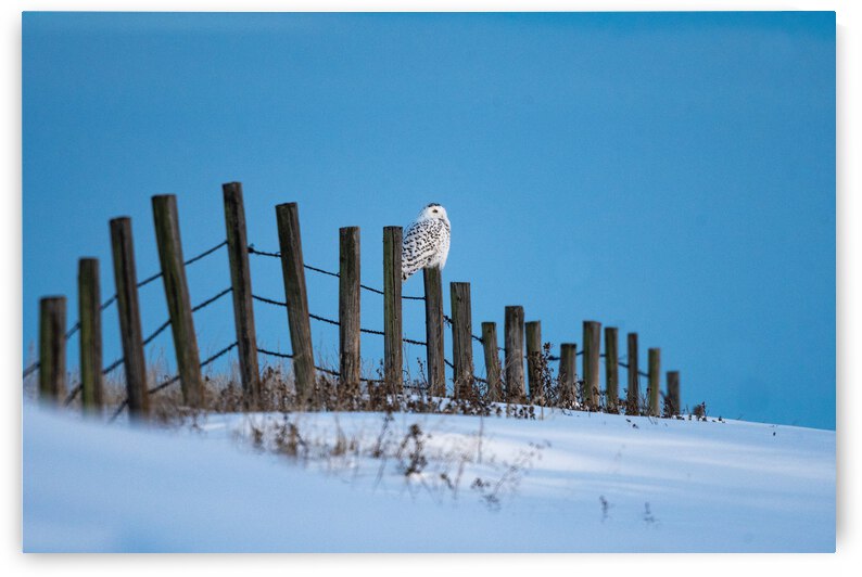 Snowy Owl by Randy Tremblay Photography