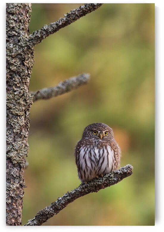 Northern Pygmy Owl by Randy Tremblay Photography