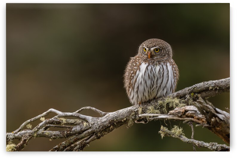 Northern Pygmy Owl by Randy Tremblay Photography