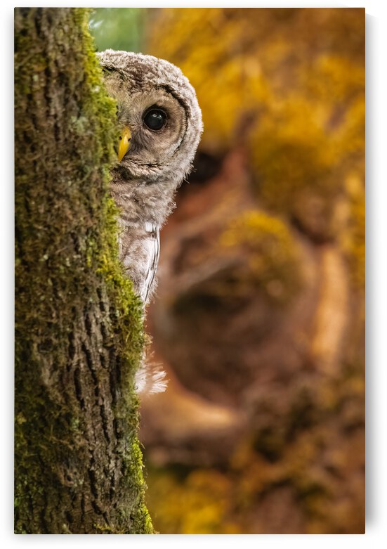 Barred Owlet by Randy Tremblay Photography