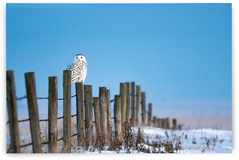 Snowy Owl by Randy Tremblay Photography