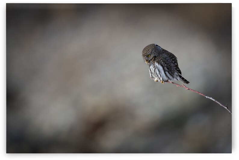 Northern Pygmy Owl by Randy Tremblay Photography
