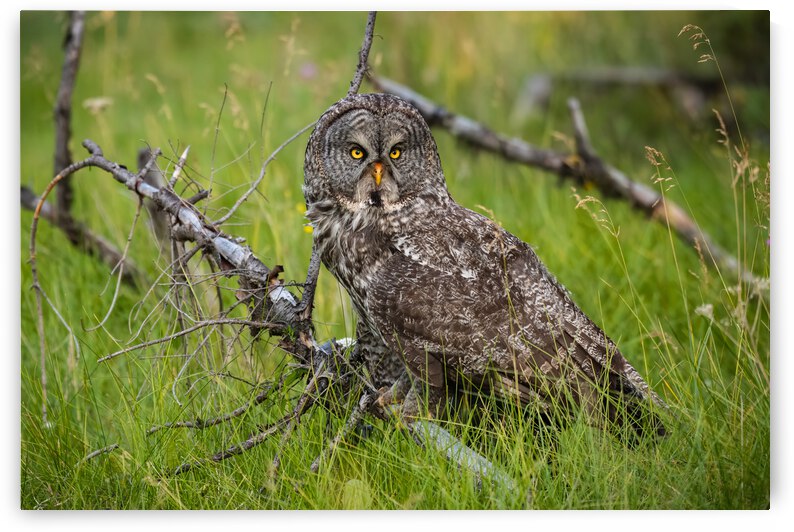 Great Gray Owl by Randy Tremblay Photography