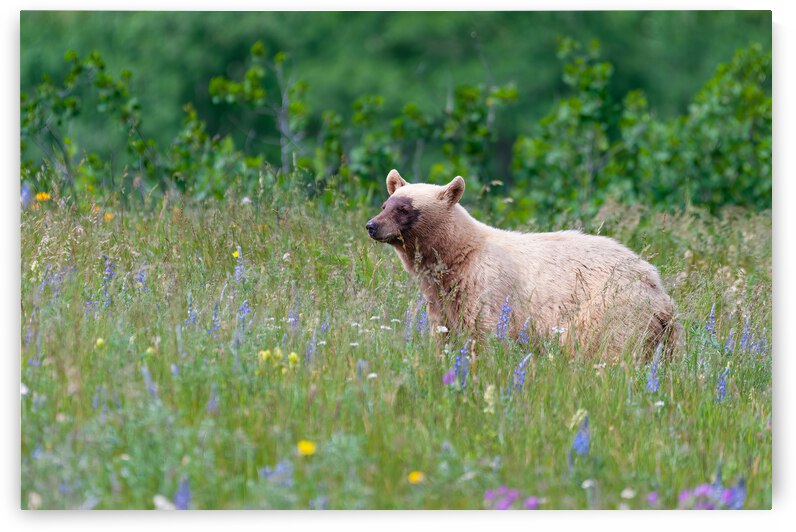 Black Bear by Randy Tremblay Photography