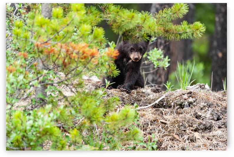Black Bear Cub by Randy Tremblay Photography