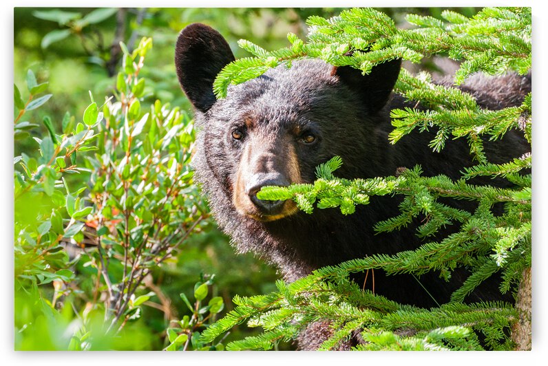 Black Bear by Randy Tremblay Photography