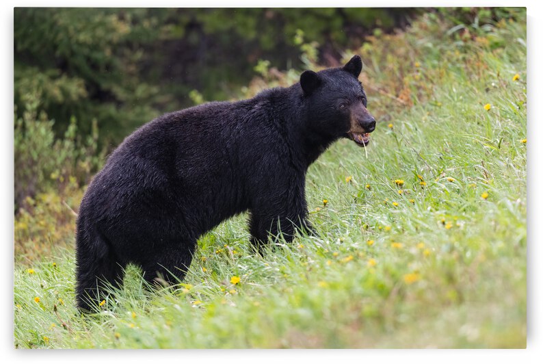 Black Bear by Randy Tremblay Photography