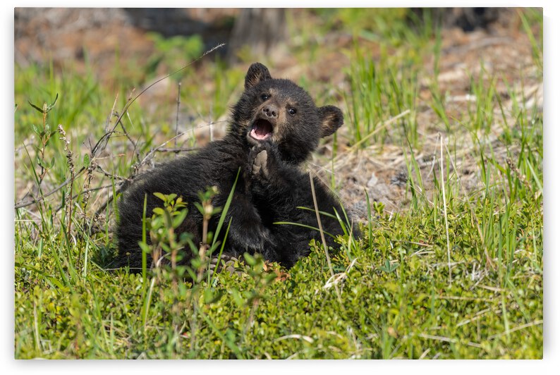 Black Bear Cubs by Randy Tremblay Photography