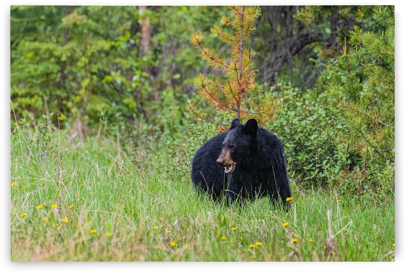 Black Bear by Randy Tremblay Photography