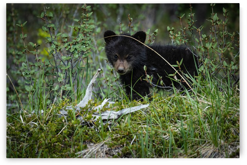 Black Bear Cub by Randy Tremblay Photography