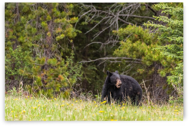Black Bear by Randy Tremblay Photography
