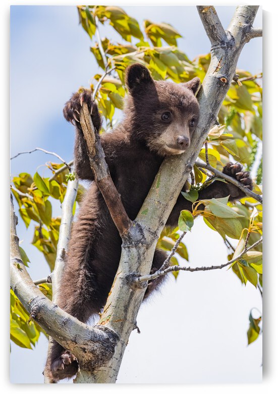 Black Bear Cub by Randy Tremblay Photography