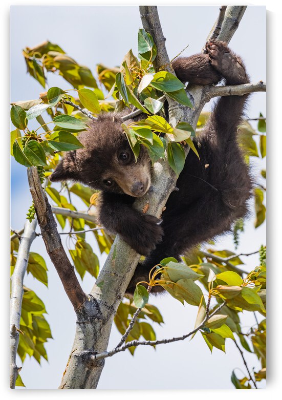 Black Bear Cub by Randy Tremblay Photography