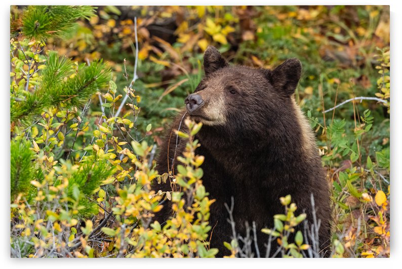 Black Bear by Randy Tremblay Photography