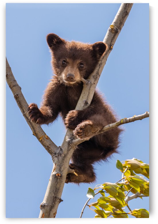 Black Bear Cub by Randy Tremblay Photography