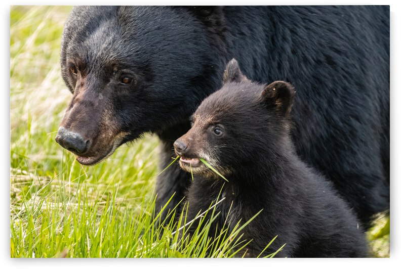 Black Bear Sow with Cub by Randy Tremblay Photography