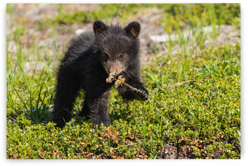 Black Bear Cub by Randy Tremblay Photography