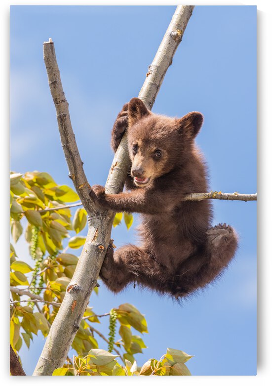 Black Bear Cub by Randy Tremblay Photography