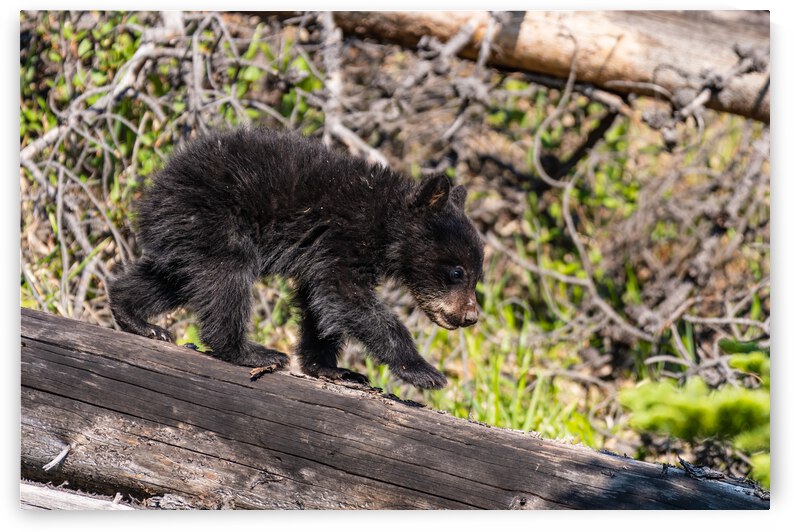 Black Bear Cub by Randy Tremblay Photography