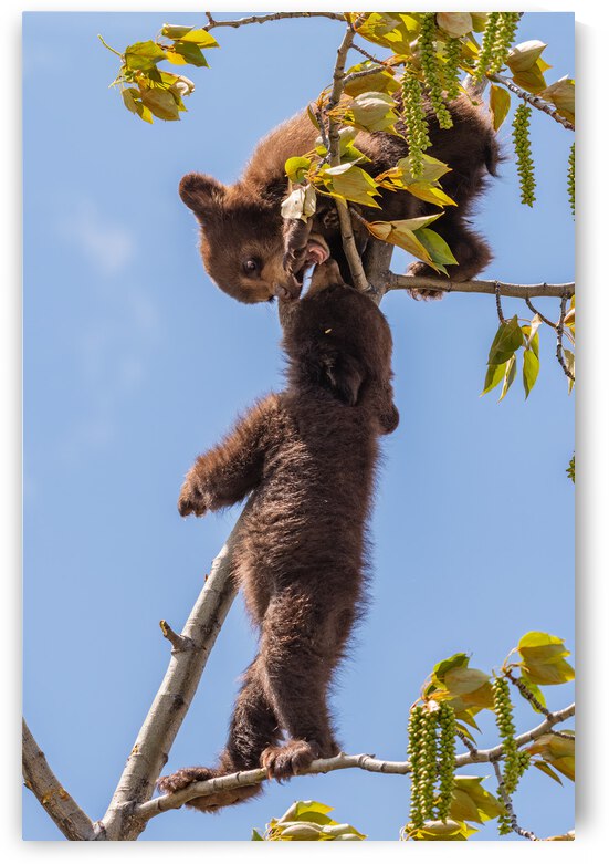 Black Bear Cubs by Randy Tremblay Photography