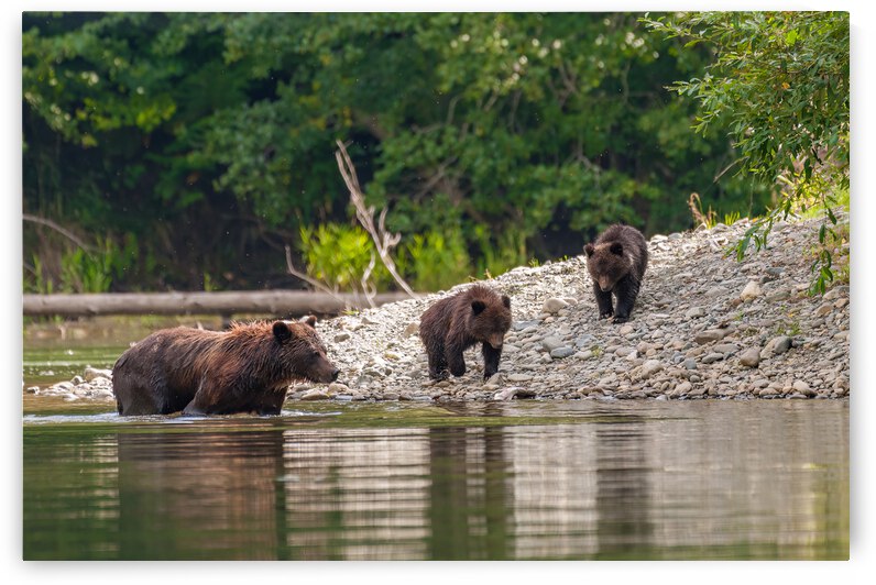 Grizzly Sow with Cubs by Randy Tremblay Photography