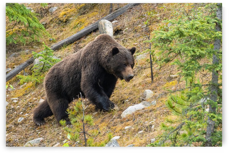 Grizzly Boar by Randy Tremblay Photography