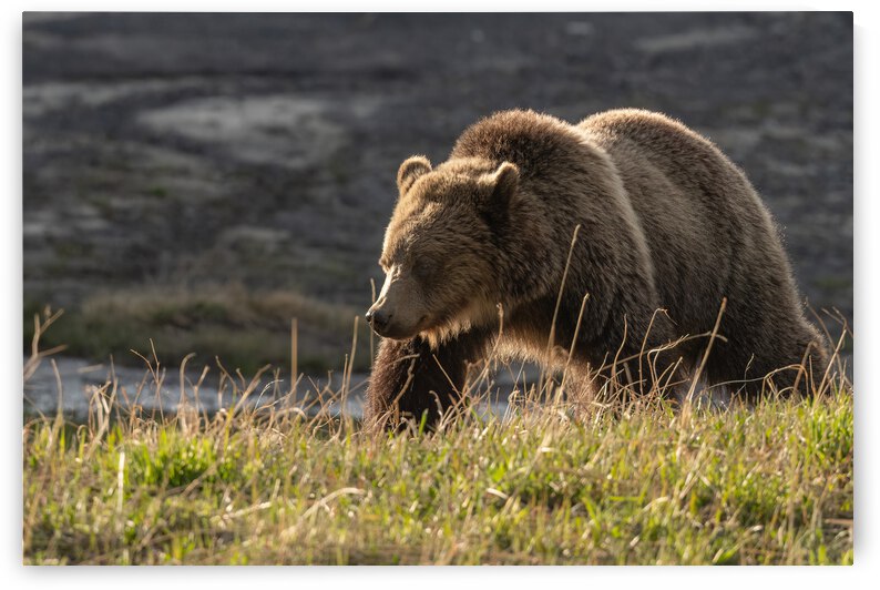 Grizzly Sow by Randy Tremblay Photography