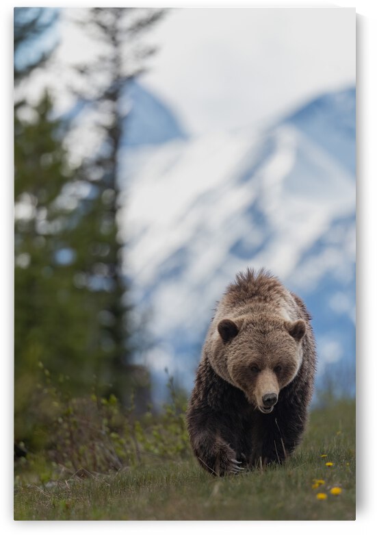 Grizzly Boar by Randy Tremblay Photography