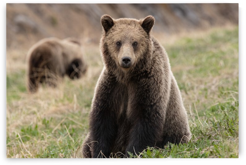 Grizzly Siblings by Randy Tremblay Photography