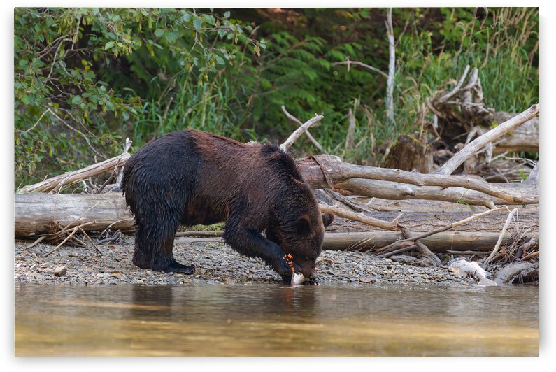 Grizzly Sow by Randy Tremblay Photography